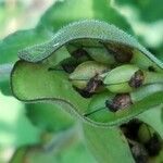 Commelina virginica Fruto