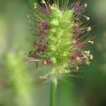 Setaria parviflora Blüte