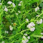 Valerianella eriocarpa Цветок