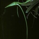 Angraecum sesquipedale Flower