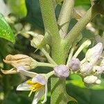 Solanum violaceum 花