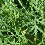 Eschscholzia caespitosa Leaf