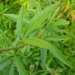 Coreopsis tripteris Folla