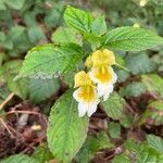 Impatiens urticifolia