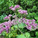 Adenostyles alpina Fula