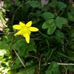 Ranunculus bullatus Flor