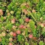 Vaccinium macrocarpon Fruit