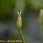 Isolepis fluitans Gyümölcs