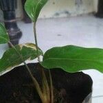 Goeppertia undulata 葉
