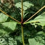 Eutrochium purpureum Bark