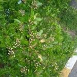 Aronia melanocarpa花