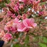 Rhododendron roseum Fiore