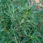 Amaranthus blitoides Folla