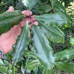 Photinia serratifolia Hostoa