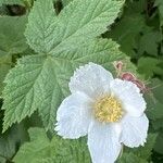 Rubus parviflorus Květ