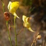 Kickxia scoparia Fula