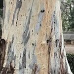 Eucalyptus camaldulensis Schors