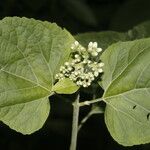 Hebeclinium macrophyllum Цвят