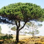 Pinus pineaStaniste