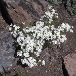 Leptosiphon floribundus Habit