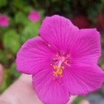 Pavonia lasiopetala Квітка