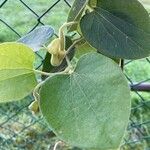 Aristolochia tomentosa Frunză