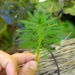 Myriophyllum aquaticum Leaf