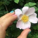 Rosa caninaFlower