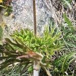 Pulsatilla montana Blad