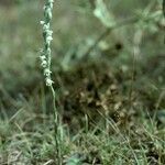 Spiranthes spiralis 形態