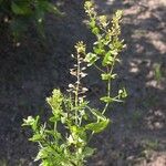 Lepidium perfoliatum Habit