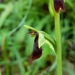 Ophrys insectifera Fula