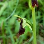 Ophrys insectifera Kukka