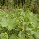 Alchemilla filicaulis ശീലം