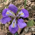 Iris unguicularis Flor