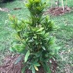 Synsepalum dulcificum Yaprak