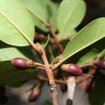 Pichonia lecomtei Fruit