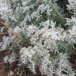 Teucrium polium花