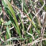 Carex pendula Feuille