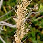 Achnatherum calamagrostis 果實