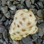 Morinda citrifolia Плод