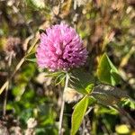 Trifolium pratense花