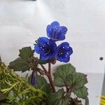 Phacelia campanularia 葉