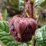 Rubus acanthophyllos