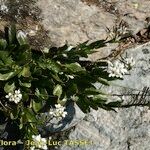 Arabis soyeri Habit