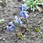 Scilla siberica Habit