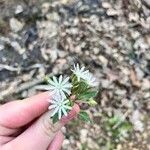 Stellaria pubera Flower