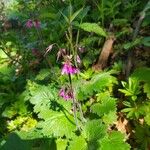 Primula matthioli Flower