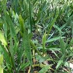 Sansevieria hyacinthoides पत्ता