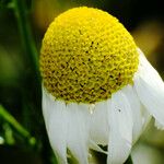 Tripleurospermum inodorum Floare